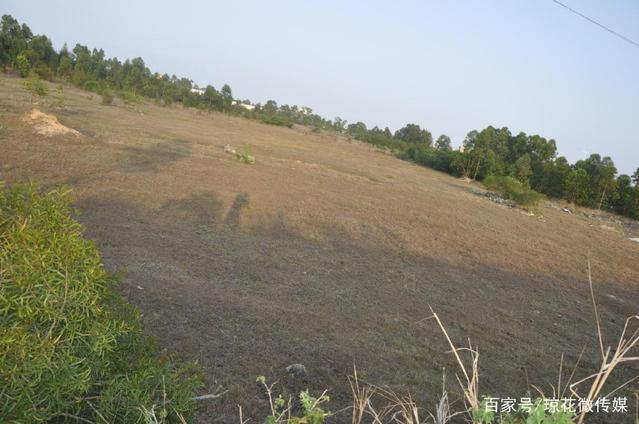 红海湾石牌村荒芜土地1.png